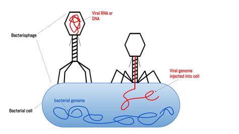 Phage therapy | Summary