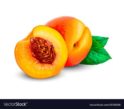 Realistic ripe peaches whole and slice peach Vector Image | Peach vector, Ripe peach, Paper fruit