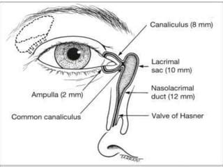 anatomy and physiology of lacrimal apparatus ppt | PPT