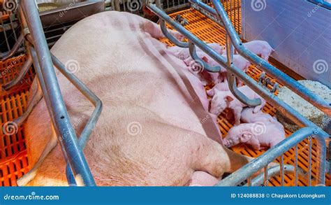 Swine Farming - Parent Swine Farm. Stock Photo - Image of energy, group: 124088838