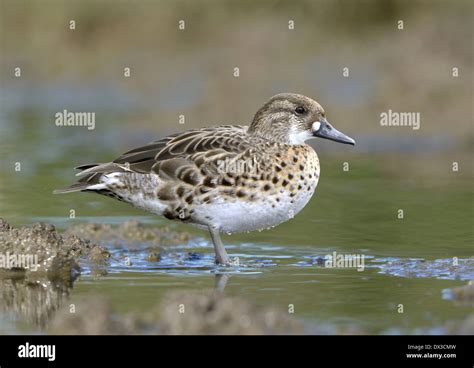 Baikal Teal - Anas formosa - Female Stock Photo - Alamy