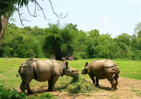 Assam State Zoo Guwahati, History, Facts and Story