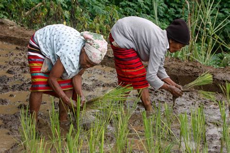 Rice culture of the Cordilleras | ABS-CBN News