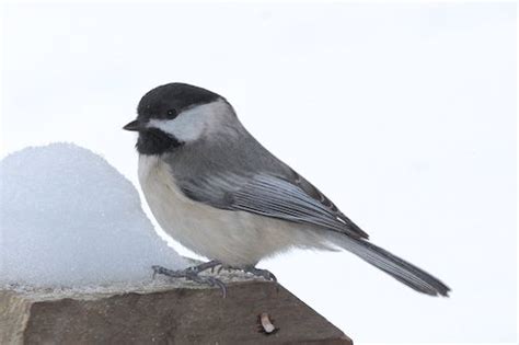 Crow's Nest: For the Birds - Natural Lands