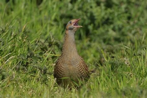 Corncrake - BirdWatch Ireland