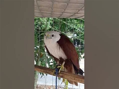 Philippine national bird EAGLE|ibong aguila|first time I saw one in personal - YouTube