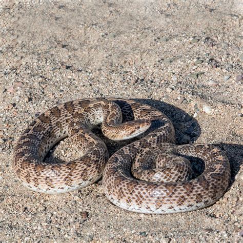 Snake ID | Cave Creek Snakes