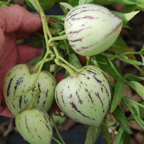 PEPINO (MELON PEAR) SEEDS (Solanum muricatum, Pepino Dulce) (Solanaceae ...