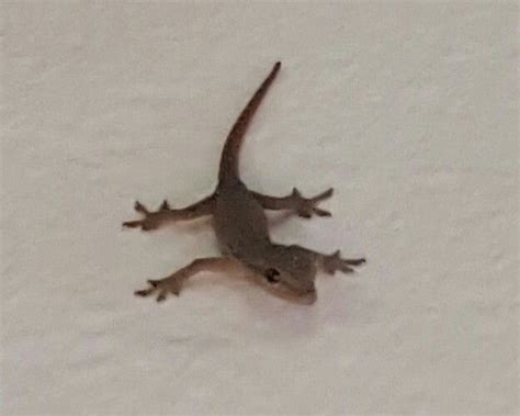 Common House Gecko (baby) - South Africa