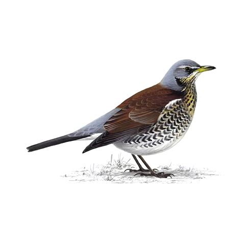 Fieldfare Bird Facts | Turdus Pilaris