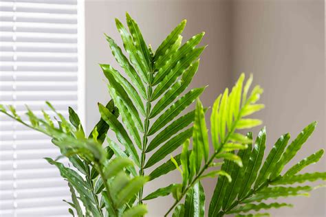 Japanese Fern Tree: Plant Care & Growing Guide