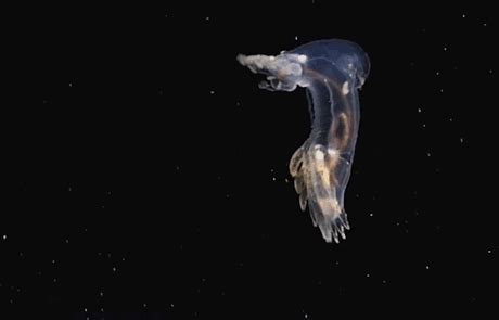 Weird Newly-Discovered Sea Creatures Captured On Camera For The First ...