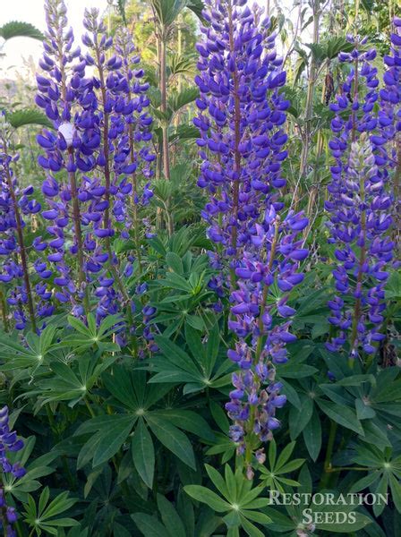 Purple lupine, Organic | Restoration Seeds