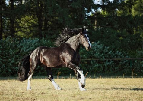 Shire Horse Breed Profile