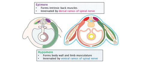 Limb Development – Mind & Motion Anatomy