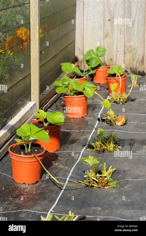 Potting on Strawberry plant runners in to 9cm pots in soft fruit cage Norfolk UK August Stock ...