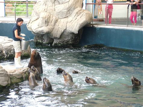 Sea Lion Feeding Time at Oceanografic, 29/05/11 - ZooChat
