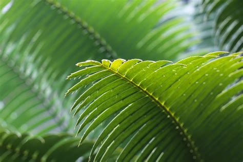 Fotos gratis : árbol, naturaleza, bosque, rama, luz de sol, hoja, flor, verde, selva, palma ...