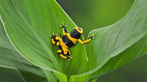 Exotic species in the Amazon rainforest – amphibians - CGTN