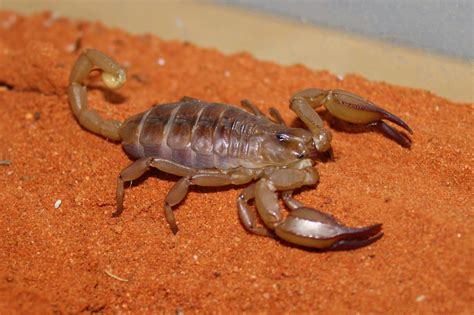 My Aussie Desert scorpion. Apparently they can spray venom, can anyone confirm? : r/Scorpions