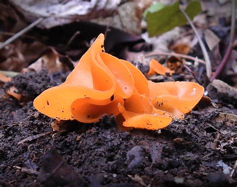 4 Orange Mushrooms Worth Learning - Learn Your Land