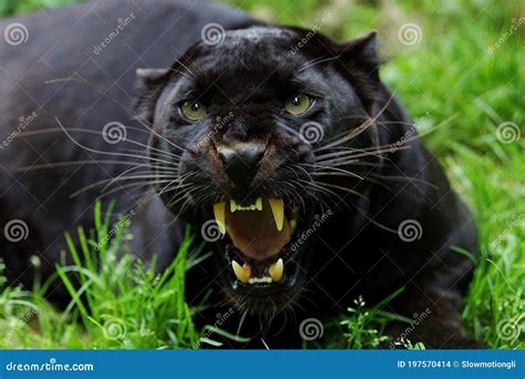 Black Panther, Panthera Pardus, Adult Snarling, in Defensive Posture ...