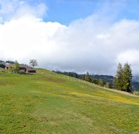 Alps Flowers Field on Mountains Stock Photo - Image of blue, horizontal: 27728524