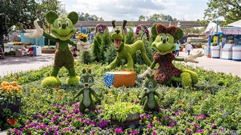 Mickey, Minnie, Pluto, Chip & Dale Topiaries Installed for 2023 EPCOT Flower & Garden Festival