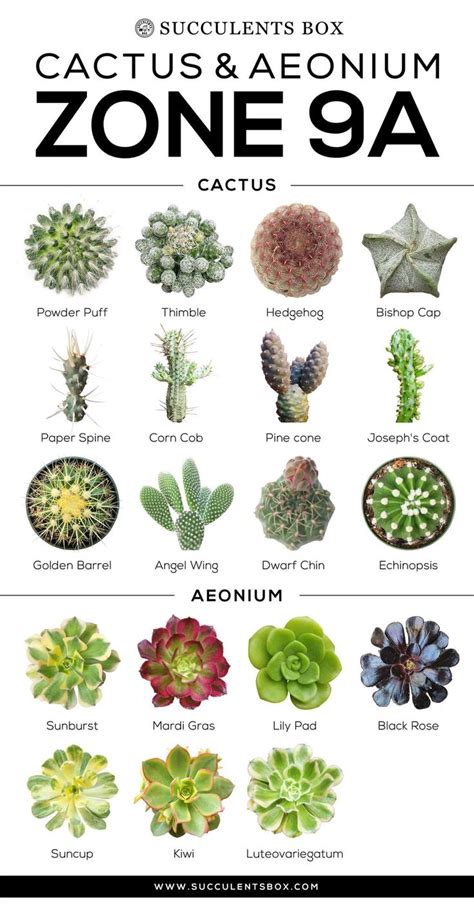 Choosing Succulents for Zone 9 CALIFORNIA, FLORIDA & ARIZONA | Types of succulents plants ...