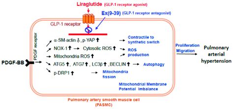 Proposed mechanism by which liraglutide ameliorates pulmonary arterial... | Download Scientific ...