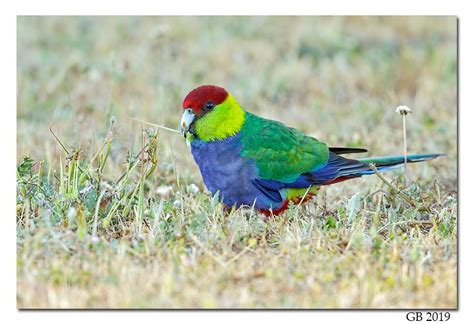 RED-CAPPED PARROT