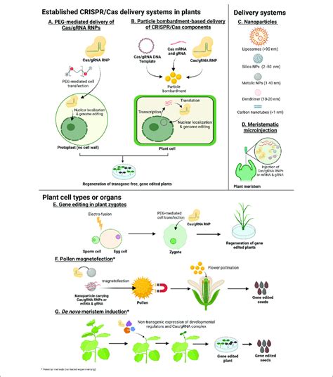 | Methods with potential for transgene-free genome editing in plants ...