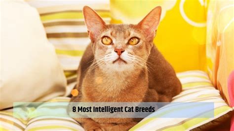 8 Most Intelligent Cat Breeds