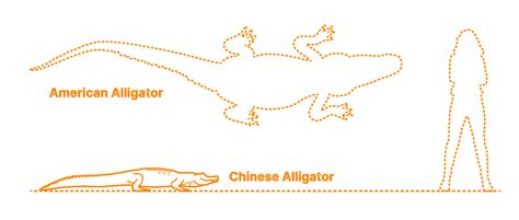 Chinese Alligator (Alligator sinensis) Dimensions & Drawings ...