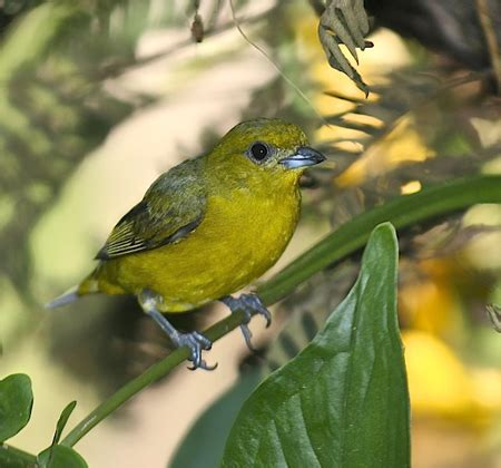 Yellow-crowned Euphonia - BirdForum Opus | BirdForum