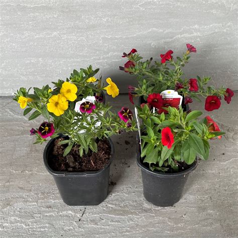 Million Bells Assorted colours – Fiesta Gardens Store