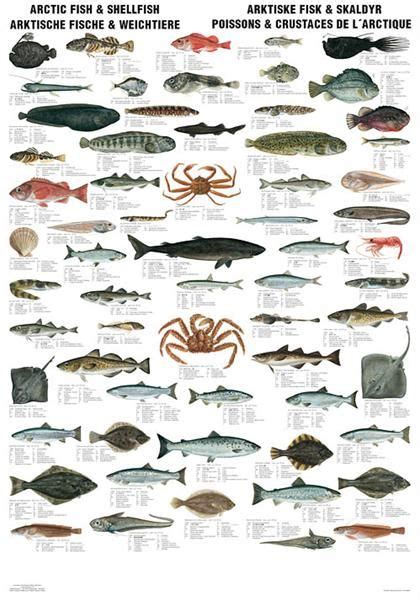 Arctic Fish & Shellfish | Fish chart, Sea fish, Fish design