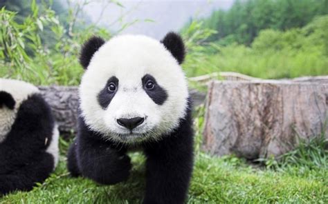 Bonne nouvelle ! Les pandas augmentent en Chine