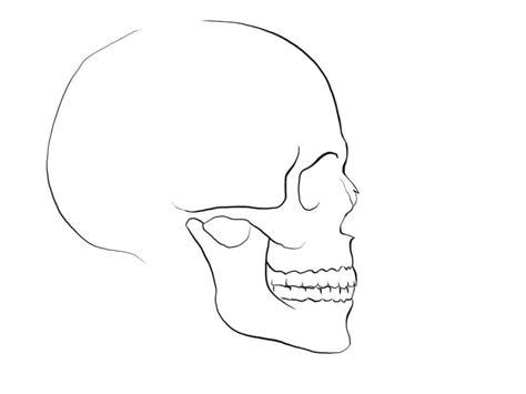 Skull Sketch, Skull Art Drawing, Nose Drawing, Skeleton Drawings ...