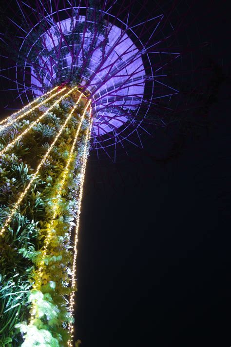 Free Images : tree, structure, plant, night, flower, purple, ferris wheel, amusement park, asia ...