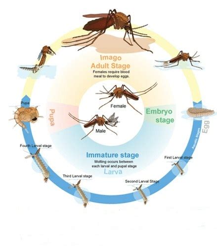 Urutan Daur Hidup Nyamuk Yg Benar Adalah