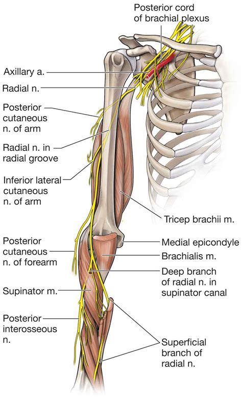 Elbow | Musculoskeletal Key