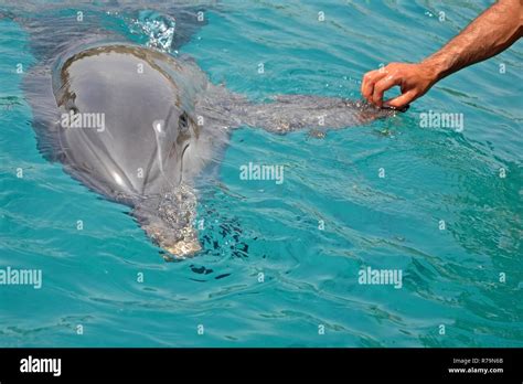 The rescued smiling dolphin holds its flippers with human hands. Sea dolphin Conservation ...