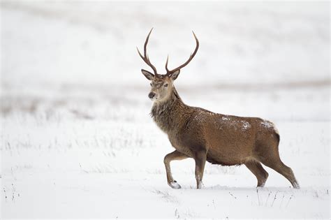 Wildlife Spotting - Cairngorms National Park Authority