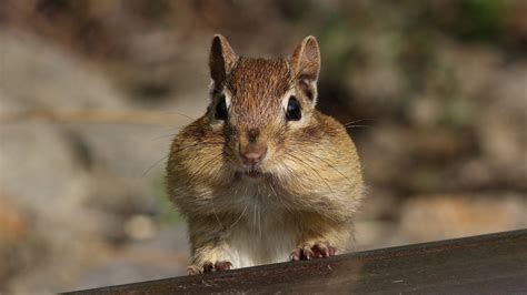 Fat Chipmunk wallpaper | 1920x1080 | #12949