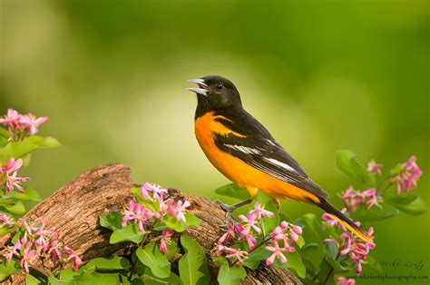 Baltimore oriole sings away | Baltimore orioles, Beautiful birds, Orioles