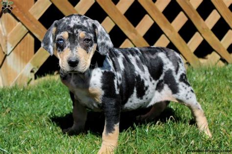 Catahoula Bulldog Puppies for Sale | Greenfield Puppies