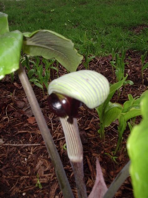 Confessions Of A Plant Geek: Arisaema