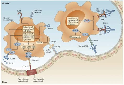 Alveolar Macrophages Function