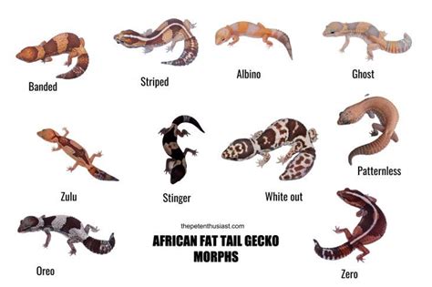 African fat tail gecko morphs | Fat tailed gecko, Gecko, Leopard gecko